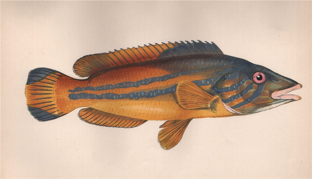 CUCKOO WRASSE Labrus Mixtus Blue-striped Labrus variegatus COUCH Fish 1862